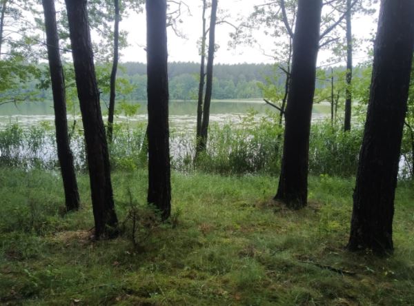 Typowy las wodochronny w okolicach Olsztyna (fot. Adam Bohdan)